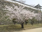 画像(180x135)・拡大画像(640x480)