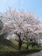 画像(135x180)・拡大画像(480x640)