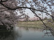 画像(180x135)・拡大画像(640x480)