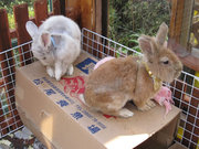 画像(180x135)・拡大画像(640x480)