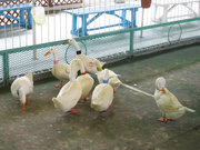 画像(180x135)・拡大画像(640x480)