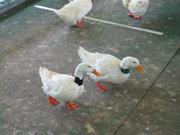 画像(180x135)・拡大画像(640x480)