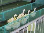 画像(180x135)・拡大画像(640x480)