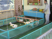 画像(180x135)・拡大画像(640x480)