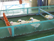 画像(180x135)・拡大画像(640x480)