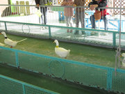 画像(180x135)・拡大画像(640x480)