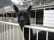 画像(180x135)・拡大画像(640x480)