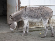 画像(180x135)・拡大画像(640x480)