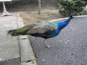 画像(180x135)・拡大画像(640x480)