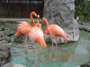 画像(180x135)・拡大画像(640x480)