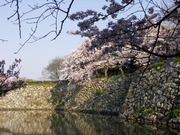 画像(180x135)・拡大画像(640x480)