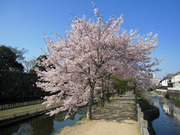 画像(180x135)・拡大画像(640x480)