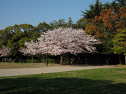 画像(180x135)・拡大画像(640x480)