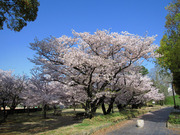 画像(180x135)・拡大画像(640x480)