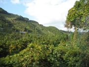 画像(180x135)・拡大画像(640x480)