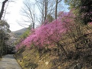 画像(180x135)・拡大画像(640x480)