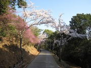 画像(180x135)・拡大画像(640x480)