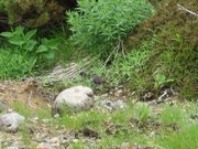 画像(180x135)・拡大画像(640x480)