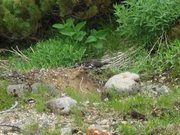 画像(180x135)・拡大画像(640x480)