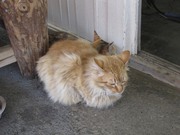 画像(180x135)・拡大画像(1024x768)