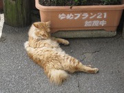 画像(180x135)・拡大画像(1024x768)