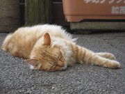 画像(180x135)・拡大画像(1024x768)