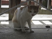 画像(180x135)・拡大画像(1024x768)