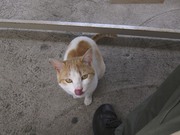 画像(180x135)・拡大画像(1024x768)