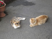 画像(180x135)・拡大画像(1024x768)